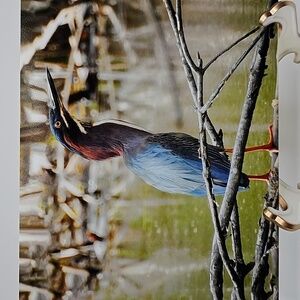 4x6 Horizontal Green Heron Photography Bird Oil Painting Art Print